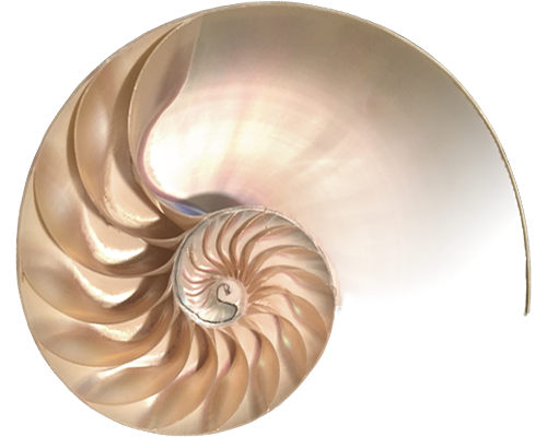 Naut-7 Nautilus Logo
